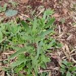 Gaillardia pulchella List