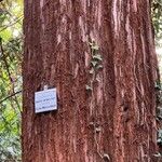 Sequoia sempervirens Foglia