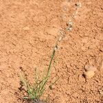 Eragrostis elongata ശീലം