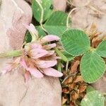 Trifolium thalii অন্যান্য