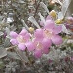 Leucophyllum frutescens Λουλούδι