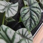 Alocasia baginda Хабит