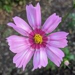 Cosmos caudatusFloro