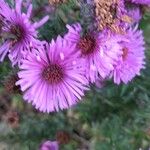 Symphyotrichum novae-angliaeBlüte