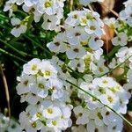 Hornungia alpina Flower