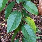 Flacourtia indica Leaf