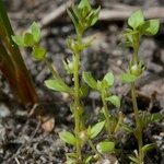 Lysimachia minima Habit