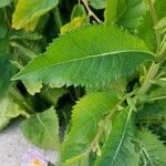 Aster tataricus Blad