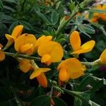 Genista monspessulana Flor