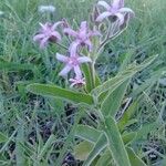 Oxypetalum solanoides Otro