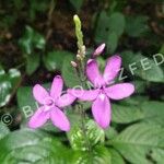 Pseuderanthemum alatum Flor