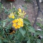 Lantana camaraBlüte