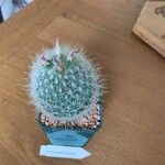 Thelocactus macdowellii Агульны выгляд