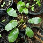 Dorstenia foetida পাতা