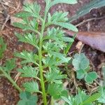 Lepidium bonariense Folha