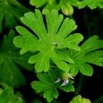 Geranium pusillum Frunză