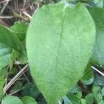 Viola reichenbachiana List