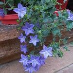 Campanula isophylla Flower