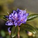 Rhododendron russatum Fleur
