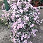 Lampranthus deltoides Flower