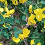 Cytisus spinosus Flower