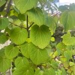 Cercidiphyllum japonicum Blatt