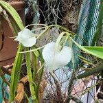 Brassavola nodosa Flor