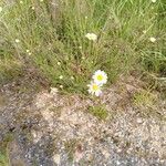 Leucanthemum ircutianum Habit