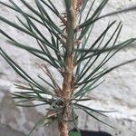 Pinus nigra Bark