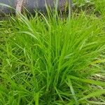 Carex crinita Leaf