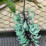 Strongylodon macrobotrys Flor