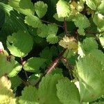 Rubus phoenicolasius Likasa