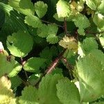 Rubus phoenicolasius Leaf