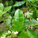 Pittosporum senacia Leht