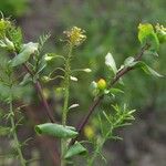 Lepidium perfoliatum Alkat (teljes növény)