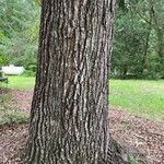 Quercus falcata Bark