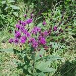 Vernonia noveboracensis Flower