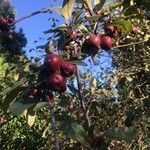 Malus sylvestris Fruit