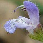 Salvia africana-caerulea 花