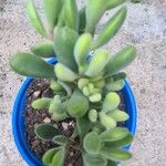 Crassula rogersii Yaprak