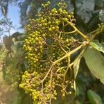 Harungana madagascariensis Fruto