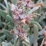 Atriplex portulacoides Frukt