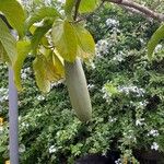 Beaumontia grandiflora Frukt