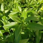 Valeriana lecoqii برگ