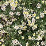 Symphyotrichum ericoidesফুল