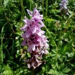 Dactylorhiza fuchsiiKvět