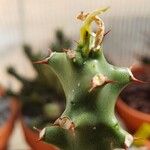 Euphorbia neriifolia Hoja