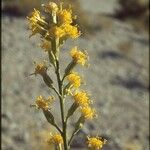 Lepidospartum squamatum Fleur