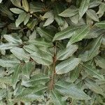 Elaeagnus pungens Folha