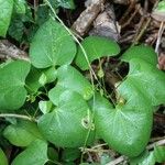 Tinospora neocaledonica Frunză